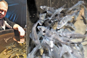 Ο Δρ. Ιωάννης Παπαδάκης μελετά τη συμπεριφορά των ψαριών