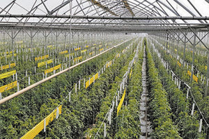 θερμοκηπιο