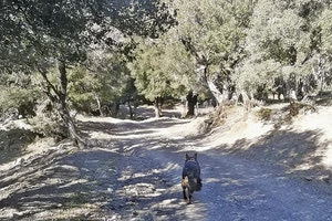 "Ντάικα", ο σκύλος ανιχνευτής Ομοσπονδιακού Θηροφύλακα