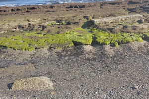 Εμφανής η υποχώρηση της θάλασσας στην Αμμουδάρα
