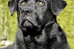 «Μπαλού» - Το ηρωικό σκυλί που έσωσε το κοριτσάκι