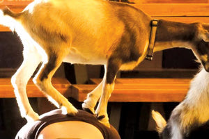 με τη γίδα στην πλάτη