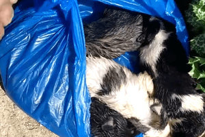 Άγνωστος πέταξε στα σκουπίδια πέντε κουτάβια σε πλαστική σακούλα