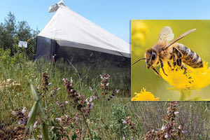 Μελέτη για τα έντομα στο χωριό του Λίσταρου στους πρόποδες των Αστερουσίων