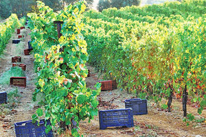 Κρητικός αμπελώνας