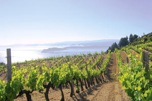 Αμπελώνας της Κρήτης