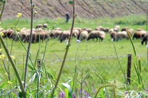 εξισωτική αποζημίωση