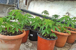 δενδρύλλια