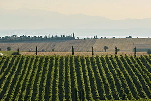 αμπέλι ένωση ηρακλείου καλλιέργεια