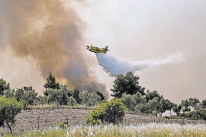 αναζωπυρώσεις σχίνος