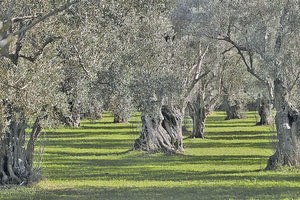 λιόφυτο ελαιόδεντρα