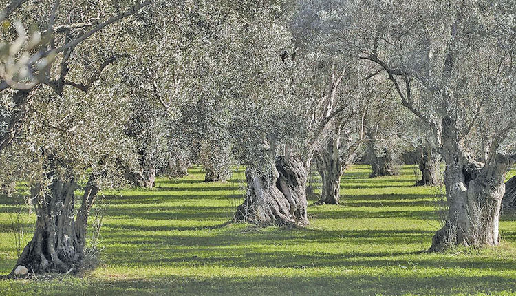λιόφυτο ελαιόδεντρα