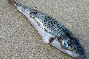 το ψάρι Lagocephalus sceleratus (λαγοκέφαλος)