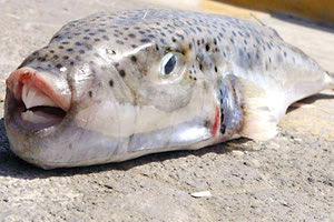 Λαγοκέφαλος