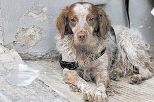 κακοποίηση ζώων