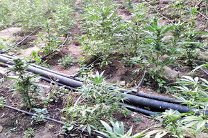 χασισοφυτείες