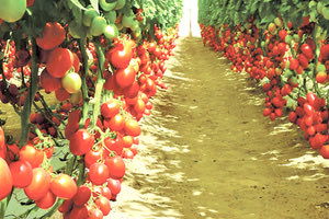 καλιέργεια τομάτας