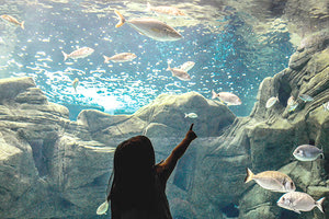 Επανεκκίνηση του Ενυδρείου Κρήτης