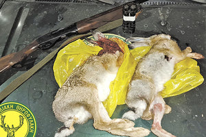 ομοσπονδιακοί θηροφύλακες παράνομη θήρα σκοτωμένοι λαγοί