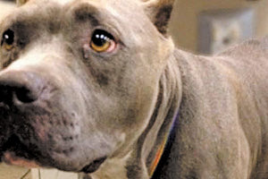 σκύλος πιτ-μπουλ