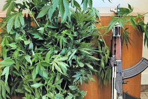 κάνναβη ΑΚ-47