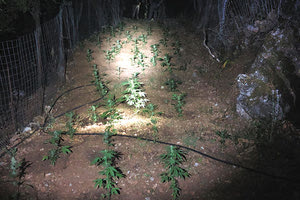 Φυτεία χασίς