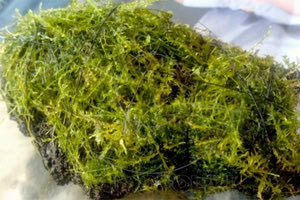 το έθιμο της μαλλιαρής