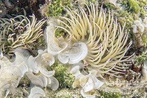 υποθαλάσσιοι οργανισμοί