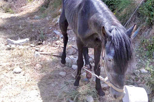 βασανισμένο άλογο