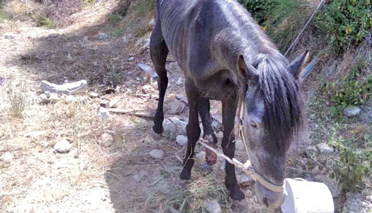 βασανισμένο άλογο