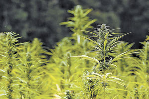 φυτεία κάνναβης