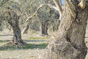Ελαιόδεντρα Λιόφυτο Ελιές Ασθένειες ελιάς αγροτικά