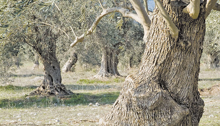 Ελαιόδεντρα Λιόφυτο Ελιές Ασθένειες ελιάς αγροτικά