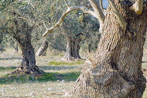 ελιές λιόφυτο ελαιόδεντρο ελαιόλαδο