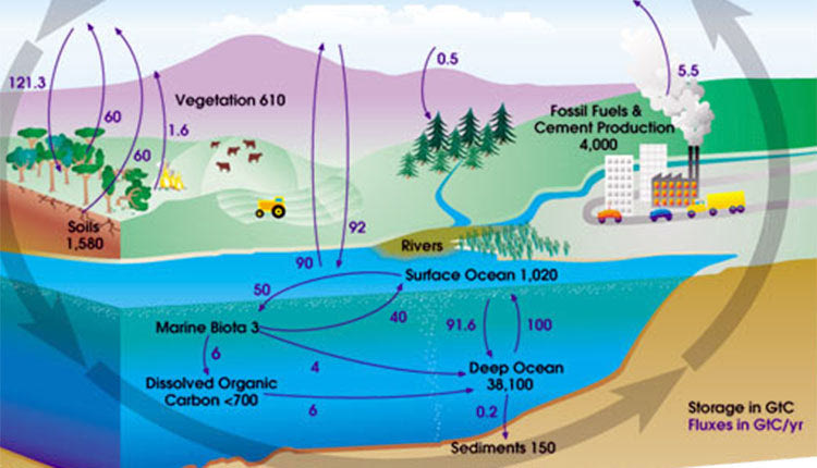 ο κύκλος του άνθρακα