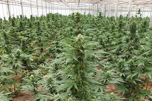 Οι φυτείες είχαν αναπτυχθεί εντός και εκτός θερμοκηπίου