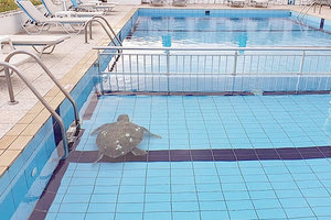 Μία χελώνα βρέθηκε σε πισίνα ξενοδοχείου!