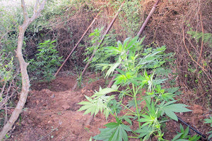 φυτεία Κάνναβης Μυλοπόταμος Ιούνιος 2021