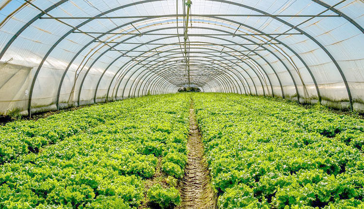 θερμοκήπιο μαρούλια