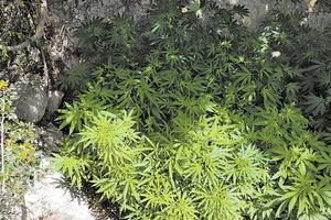 παράνομη φυτεία κάνναβης