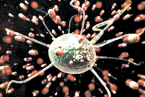 μετάλλαξη Δέλτα