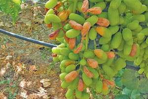 Καταστροφή παραγωγής άμπελου