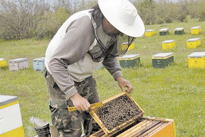 ΠΑΝΔΗΜΙΑ: Αποζημίωση μελισσοκόμων