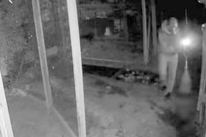 Ο κλεφτοκοτάς επί το έργον