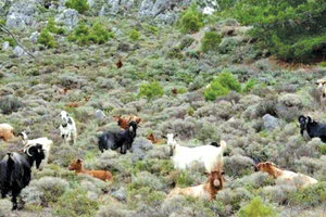 αγροζημίες