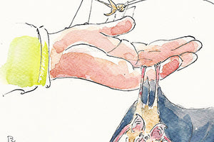 Εκπαιδευτική βαλίτσα για τις νυχτερίδες και τα σπήλαια της Ελλάδας παρουσιάζει το πρόγραμμα LIFE GRECABAT,