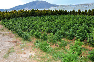 καλλιέργεια και στην παραγωγή ινδικής κάνναβης