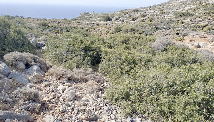 29 χρονη Βιολέτ