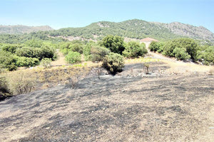 Η φωτιά στο Αηδονοχώρι τέθηκε γρήγορα υπό έλεγχο