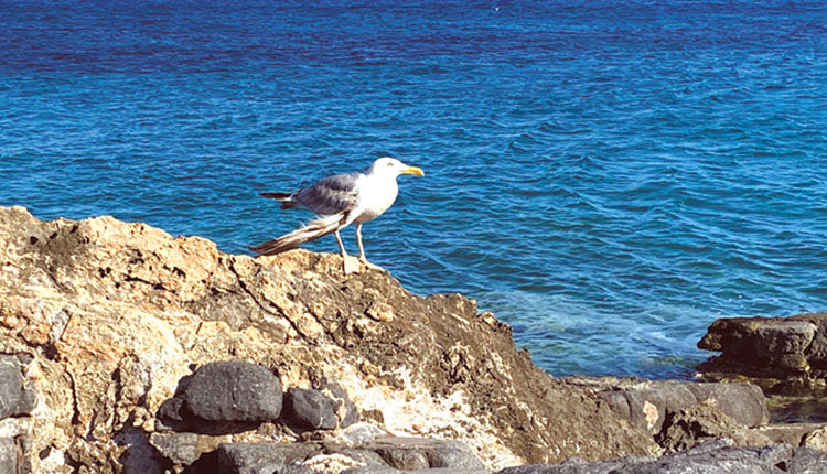 θαλασσοπουλι γλάρος